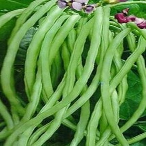 चवळी शेंगा/ Black Eye Beans