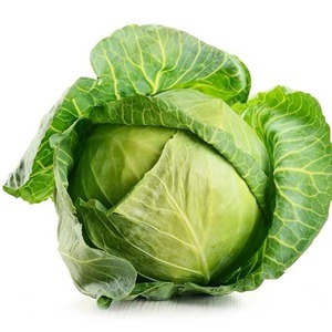 कोबी / Cabbage