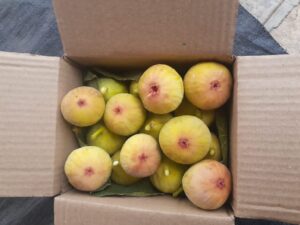 अंजीर/Anjeer