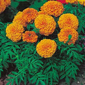 झेंडू / गेंदे का फूल /Marigold
