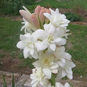 निशिगंध / गुलछडी/Tuberose