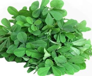 मेथी / Fenugreek