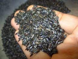 खुरसणी /Karal /Khurasni