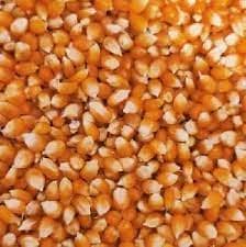 पॉप कॉर्न मका / Pop Corn Maize