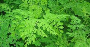 शेवग्याची पाने / Moringa Leaves