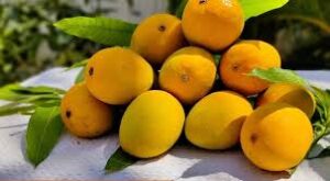 Devgad Alphanso Mango/देवगड हापूस आंबा